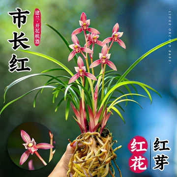 市长红兰花-市长红兰花促销价格、市长红兰花品牌- 淘宝