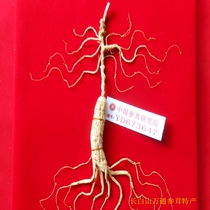 Northeast Changbai Mountain forest wild mountain ginseng 40 years wild ginseng Lingyang Ginseng moving mountain ginseng belt first class certificate