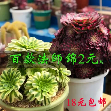 粉女巫法师多肉植物-粉女巫法师多肉植物促销价格、粉女巫法师多肉植物