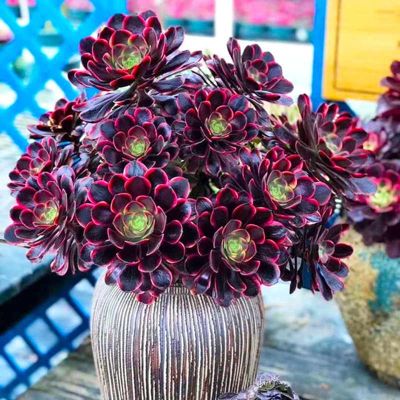 多肉植物 アエオニウム ❤️小葉香炉皿法師缀化❤️23cm!拔き苗！3年生老桩 O1CN01xOK2uP1Zlg2zLMarB_!!0-