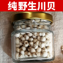Authentic Sichuan Wild Fritillaria Super 30 grams Tongrentang Quality Sichuan Bei Song Bei