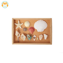 Marine conch shell crafts classroom ornaments science and culture observation items IC cognition real objects