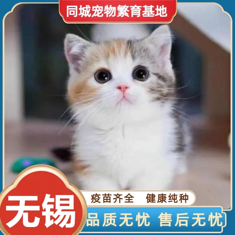 无锡三花猫幼猫-无锡三花猫幼猫促销价格、无锡三花猫幼猫品牌- 淘宝