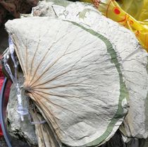 2021 new goods whole lotus leaf Weishan Lake whole lotus leaf dry leaf leaf tea lotus leaf lotus leaf 500 grams