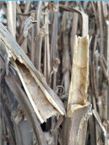 China Tobacco Straw Fresh dried tobacco straw Tobacco Leaf Stalk 250g