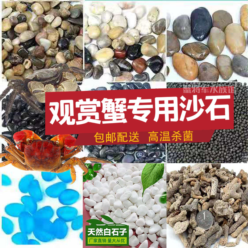 寄居蟹石头-寄居蟹石头促销价格、寄居蟹石头品牌- 淘宝