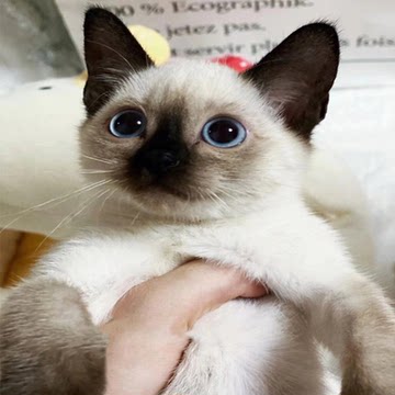 纯种暹罗猫活体星罗猫泰国猫星逻猫小猫活物宠物猫咪幼崽暹罗幼猫