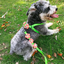 Dog Traction Rope Cute Flowers Teddy Snownery Walking Cat Rope Out For Walking Dog Rope Pet Small Dog Chain Sub