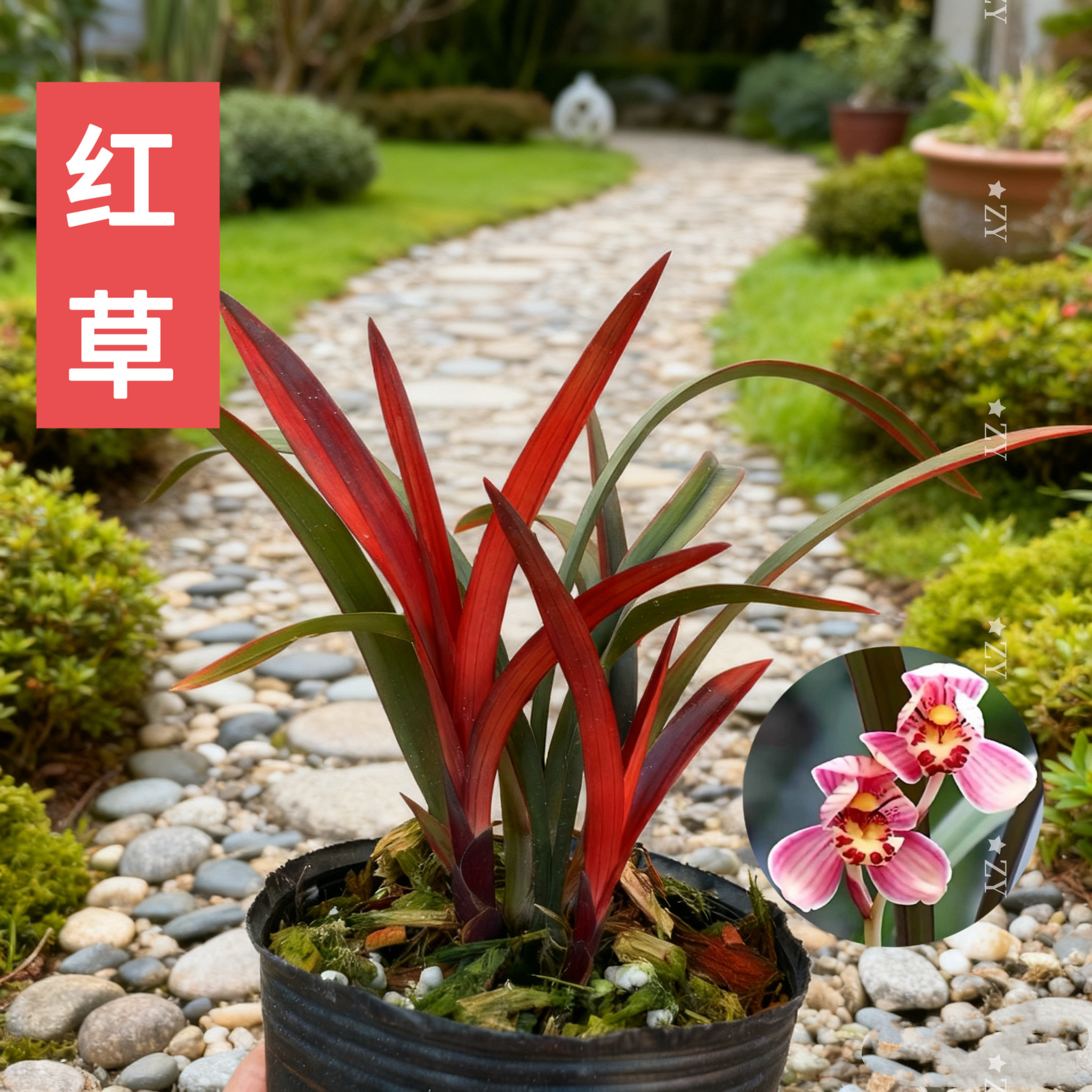 寒蘭-26145-4HD　609　紅無点×渚　苗　交配種 正宗浓香型兰花绿植铭品红草红荷正品级花苞红叶兰花名贵花-淘宝网