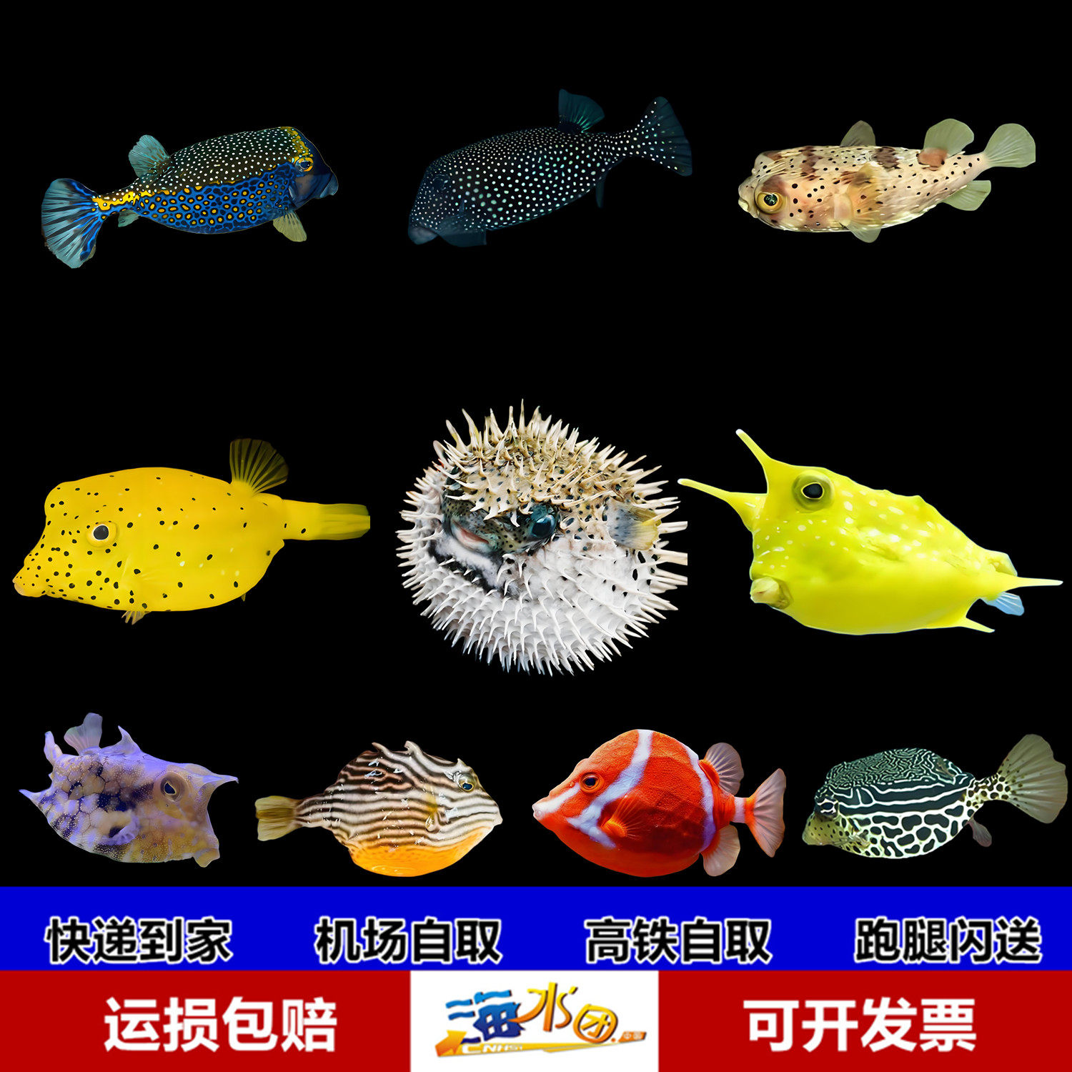 斐濟短角單棘魨Thamnaconus fijiensis Hutchins \u0026 Matsuura, 1984, image size:1500x1500