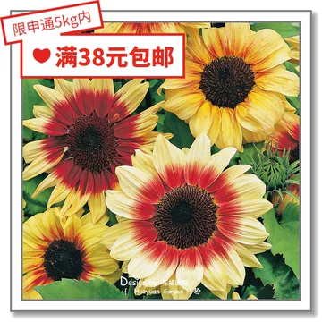 安宁螳螂川百亩向日葵竞相开放- 图片- 云桥网
