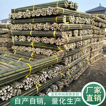 Bamboo 2 meters plant climbing pergola bamboo tip bracket fence vegetable rack bean horn fine bamboo pole bunting dancing bamboo pole stick