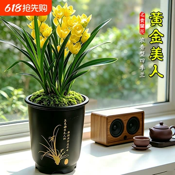 黄金彩虹兰花-黄金彩虹兰花促销价格、黄金彩虹兰花品牌- 淘宝