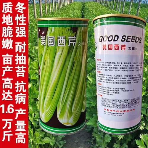 Семя сельдерея семян сельдерея в Соединенных Штатах Wensura Queen Cerse Crispy Hrispyon Farm Four Seasons Овощи 孑