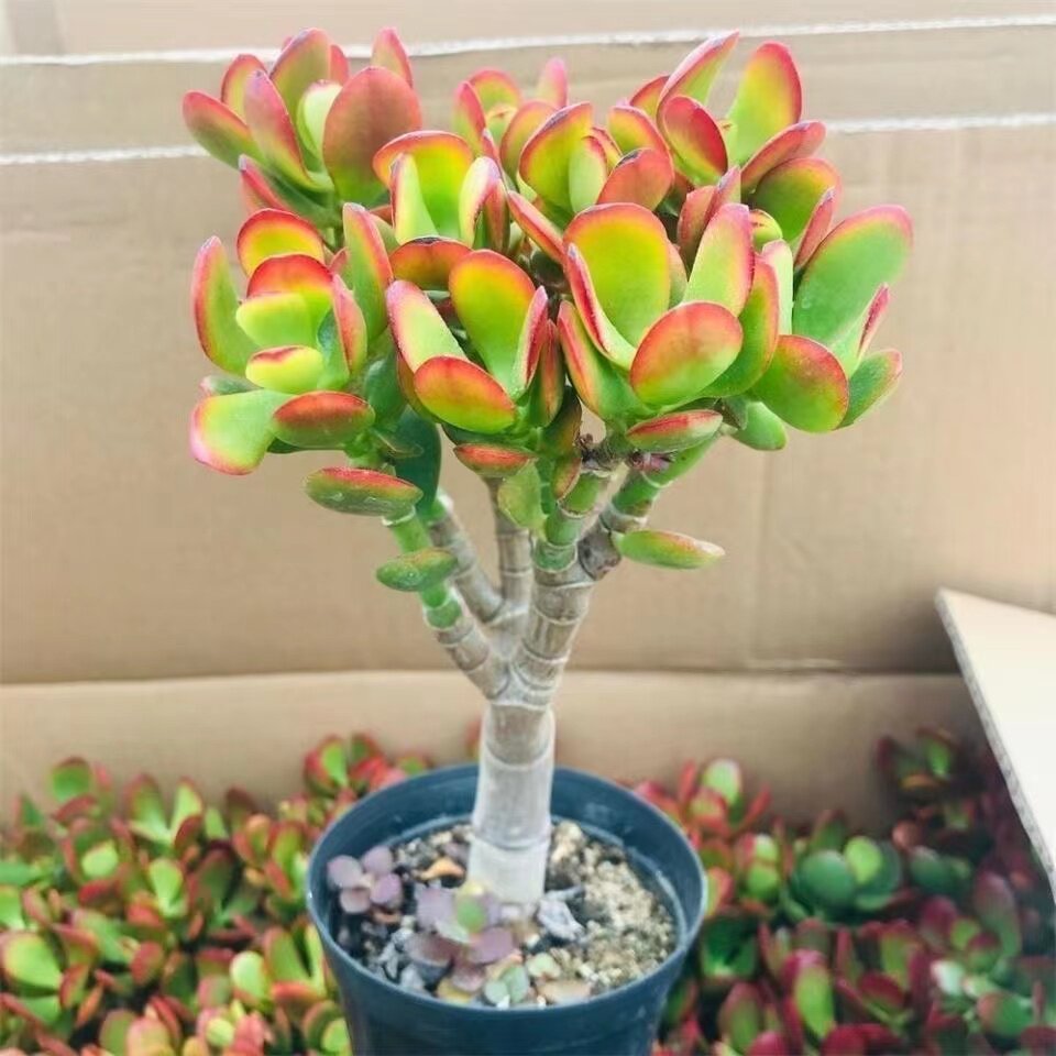 法师多肉植物老桩-法师多肉植物老桩促销价格、法师多肉植物老桩品牌- 淘宝