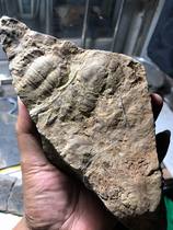 Trilobite fossils large shell worms raw stones Qingxu paleontology popular science collection gifts ornaments natural teaching