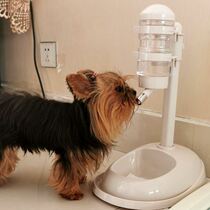 Pet not wet mouth Dog water dispenser Automatic hanging bear water dispenser Cat feeding water feeder Vertical kettle
