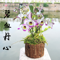 (Blue blood Danshen Dendrobium stump) with Wood delivery non-iron skinned fresh strips Maple Doghead Dendrobium flower