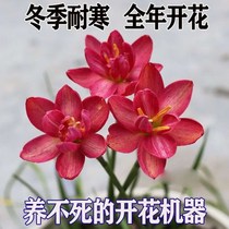Double-leaf Storm Orchid Seedball Four-season flowering Perennial Onion Orchid Leek Orchid Courtyard Balcony Potted Plant Bulbous Flower