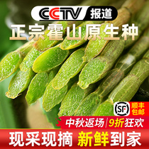 (Buy two get one free) Super Huoshan fresh Dendrobium fresh Bar 500g