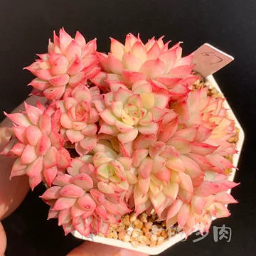 女雏锦-女雏锦促销价格、女雏锦品牌- 淘宝