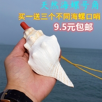 Natural super large conch shell white coral ornaments small snail conch shell whistle blowing children's toys