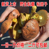 Northeast specialty wild pine mushroom fresh boiled water plus salt sticky dumpling beef dried mushroom pine hungry 500 grams two catties