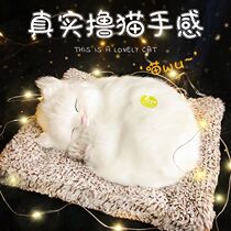 Birthday Gifts Send Girl Girlfriends Girlfriends Will Call Emulation Cute Kitty Kids Practical 520 Valentines Day
