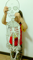 Body Bones and organs Early childhood children English Cognition Parent-child Early education Teacher Teaching aids Classroom decoration Educational toys