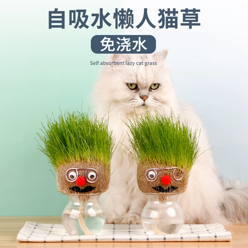 Симпатичная кошачья травяная вода Культивирование кошачья овсянка с закусочной горшка была посажена семенами для удаления шариков для очистки устных кошек