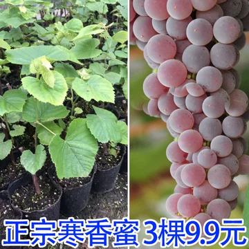野葡萄苗-野葡萄苗促销价格、野葡萄苗品牌- 淘宝