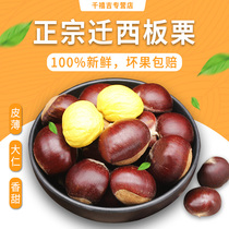 Authentic Qianxi chestnut raw chestnut fresh chestnut oil chestnut kernel wild oil chestnut Yanshan bulk chestnut