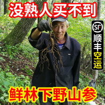 (SF air bubble wine beauty) 25 years old Changbai Mountain forest ginseng fresh ginseng Wild mountain ginseng bubble wine material