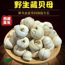 Tibet Nagqu Zang Tibetan Fritillaria free of sulfur free powder can be used as loquat ointment wild Fritillaria 150g g