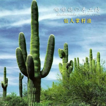 Special Y02 aromatherapy base oil cactus seed oil imported from Morocco