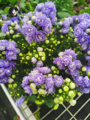 Импортированная Дания Дания Стилларный Белл Циклы семян семян семян семян