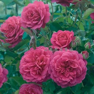 【小花农月季坞】欧月 约翰贝杰曼爵士 多花淡香月季玫瑰苗