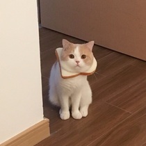 Knock cute cat bread toast collar Net Red pet Pat collar ins Wind cat irregular scarf