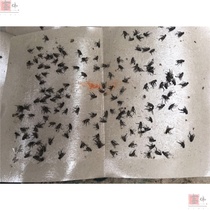 Canteen cockroaches household sticky fly paper restaurant fly paste gray rope agricultural 50 pieces of fly indoor board mosquito 5