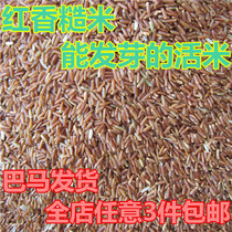 Bama specialty germ red fragrant rice can germinate red brown rice fine japonica rice shelled red rice coarse grain 500g
