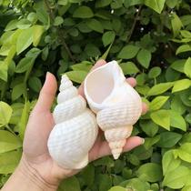 Natural conch shell 6-7CM peanut snail fish tank landscaping platform decoration ornaments shooting props gifts real shot
