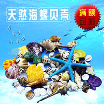 Natural large shell conch starfish coral crafts Mediterranean decorations props fish tank landscaping shell ornaments