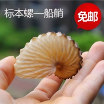Natural conch shell Wide boat Octopus boat shell specimen Snail boat Octopus Collection gift ornament decoration Coral