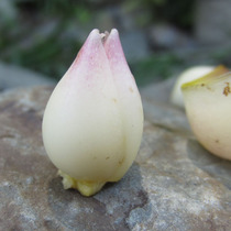 Wild Lily dry tablets sulfur-free edible 250g Shennongjia dry white fungus lotus seed peach gum porridge soup powder