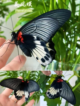 蝶々 Amazon.com | adidas Ninja ZX Torsion Shoes Kids', Grey, Size