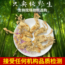 Golden cicadas wild Chinese herbal medicine bamboo forest new cargo special grade knowledge of flowers can be made with pink pug and wine worm grass powder 250 gr