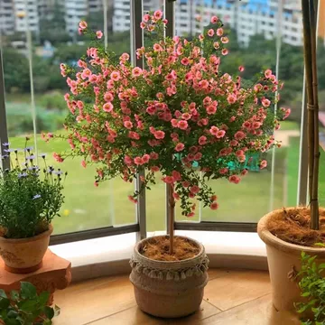 木瑾花-木瑾花促销价格、木瑾花品牌- 淘宝