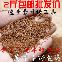 Sichuan farmhouse Tut produced ice powder seed raw material ice rice seed ice seed wild two catties 1000 grams