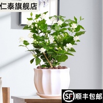 Jasmine potted plants in the office flowers mosquito repellent green plants Good cultivation Four seasons flowering constantly with bud bonsai