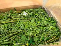  (Rabbit forest)2021 alfalfa rod fine leaf green tender pointed fragrant green three boxes Jiangsu Zhejiang and Shanghai